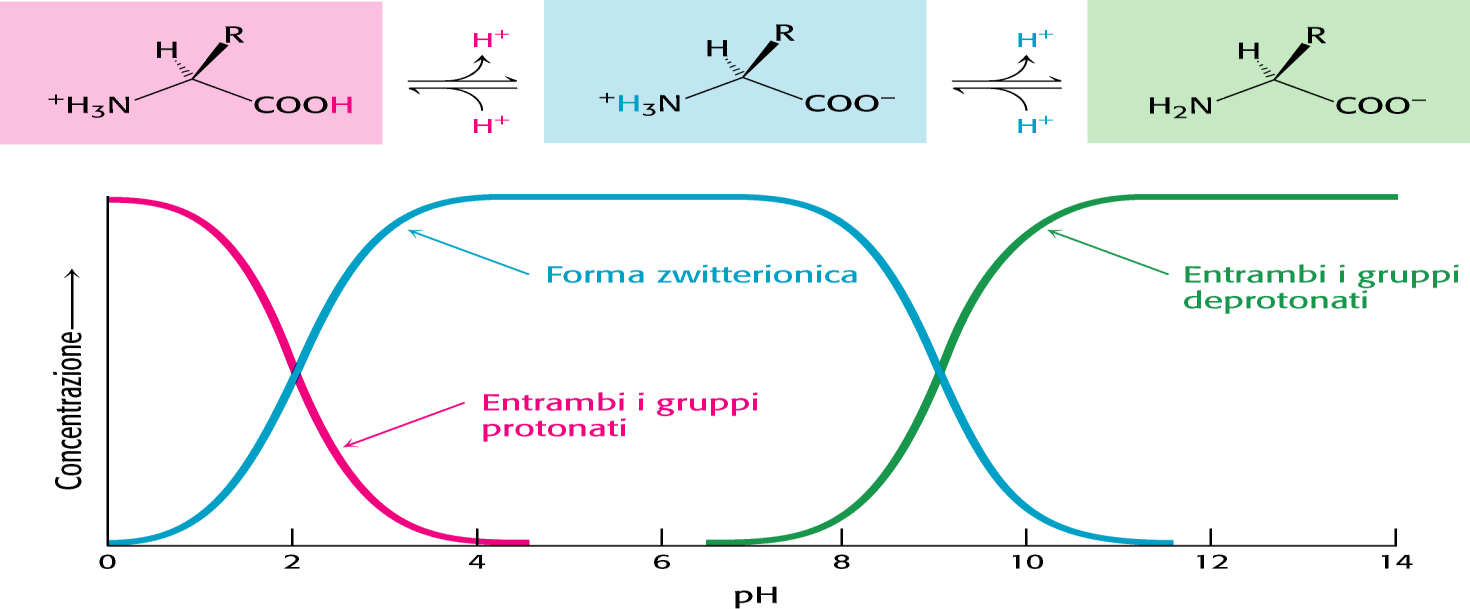 Lo stato di ionizzazione dipende dal ph, dal pka e dal gruppo R Equazione di