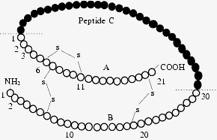 Formazione di legami trasversali: il ruolo delle cisteine Sequenza primaria dell