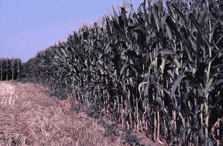 TERRA UNIVERSITÀ DI PADOVA VENETO AGRICOLTURA SERVIZIO FITOSANITARIO REGIONALE