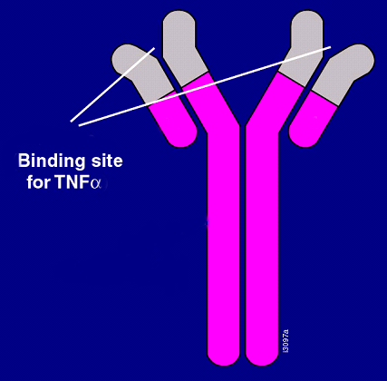 Adalimumab (Humira ) - Anticorpo IgG1 ricombinante