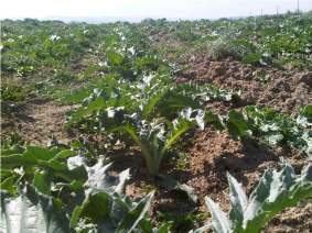 Quali colture per la Sardegna? Il cardo(cynaracardunculus) perchè.