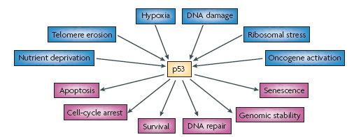 Per quanto la perdita o mutazioni in p53 sia associate ad un incremento della suscettibilità a sviluppare un tumore, topi -/- per p53 sviluppano normalmente e altre osservazioni indirizzano p53 anche