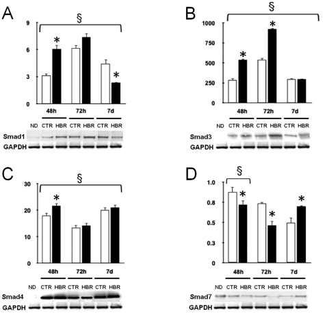 Fig 4 Effetto dell HBR sull espressione proteica delle Smad durante il differenziamento dell FMhMSCs.