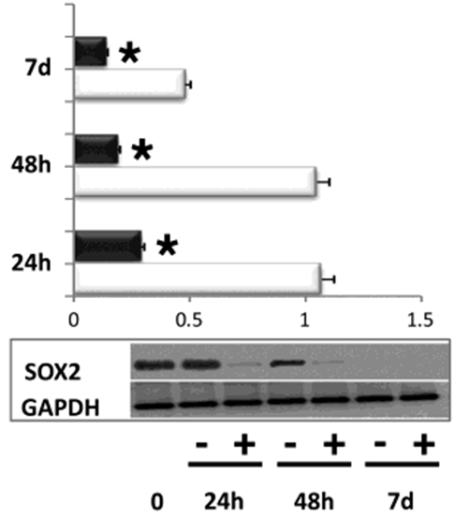 A B C D E Fig. 11. L esposizione delle cellule ES al REAC modula l espressione di specifiche proteine.