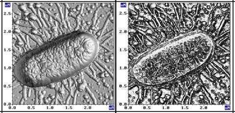 Tapping Mode AFM in