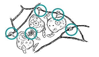 cellule Ingegneria dei tessuti Un tessuto è costituito da cellule (