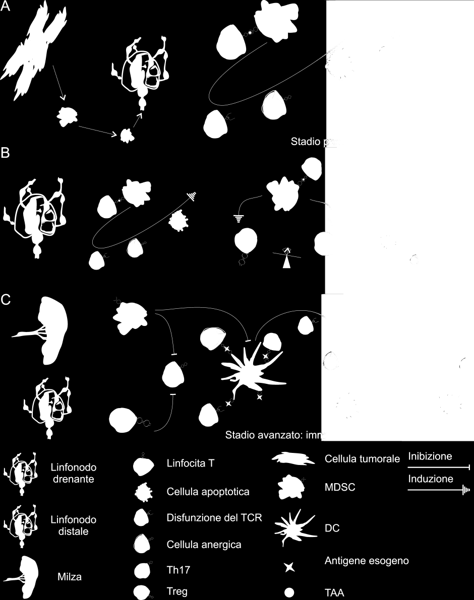 Figura 1. Modello di tolleranza e immunosoppressione indotte dallo sviluppo neoplastico.