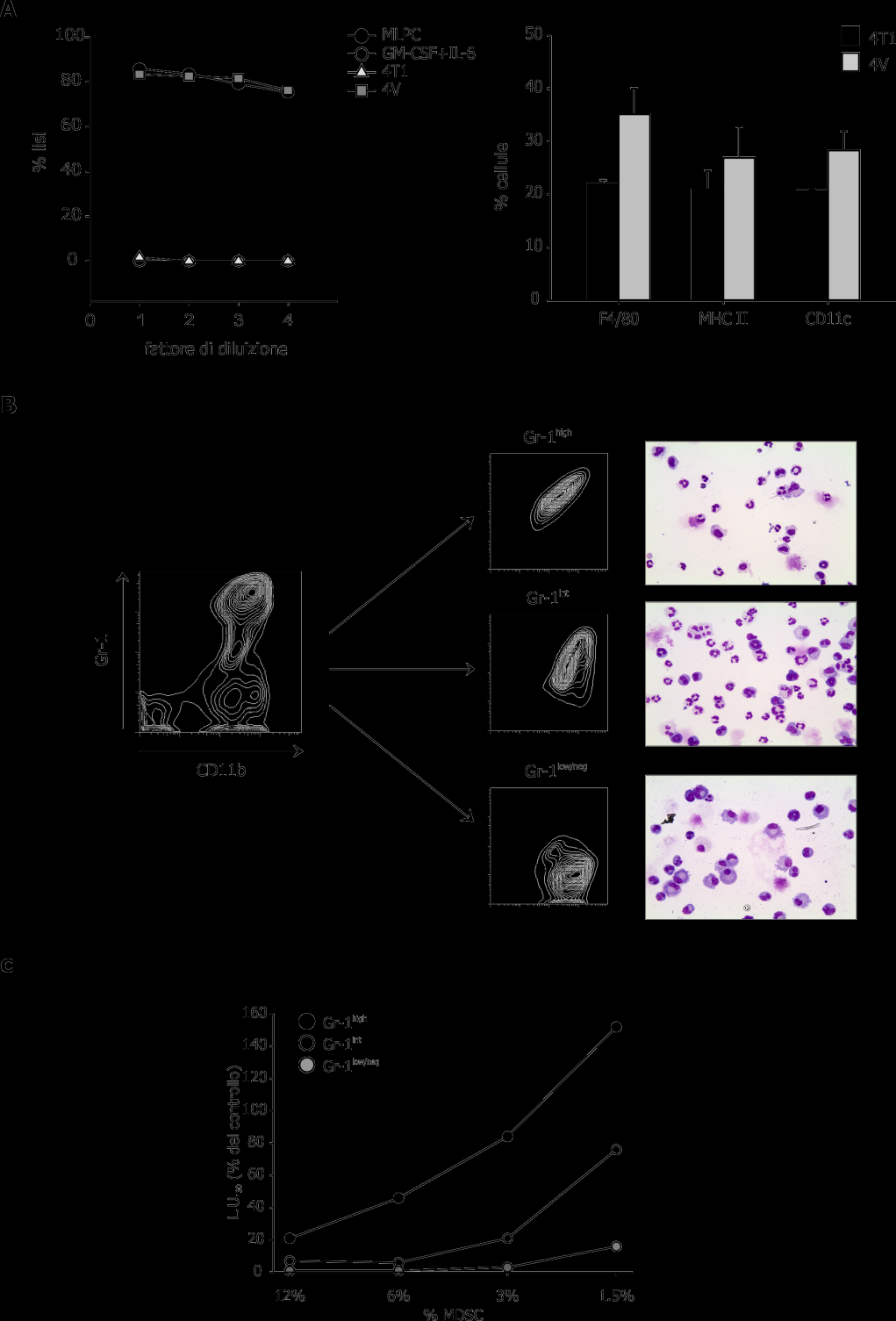 Figura 7. Da colture di midollo osseo trattate con GM-CSF e IL-6 si possono isolare tre sottopopolazioni di MDSC con diversa capacità immuno-modulatoria.