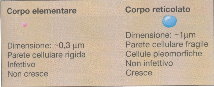 Altre tecniche immunologiche In un tipico ciclo cellulare sono riconoscibili due tipi cellulari: una cellula piccola e densa detta corpo elementare, la forma infettiva incapace di dividersi che è
