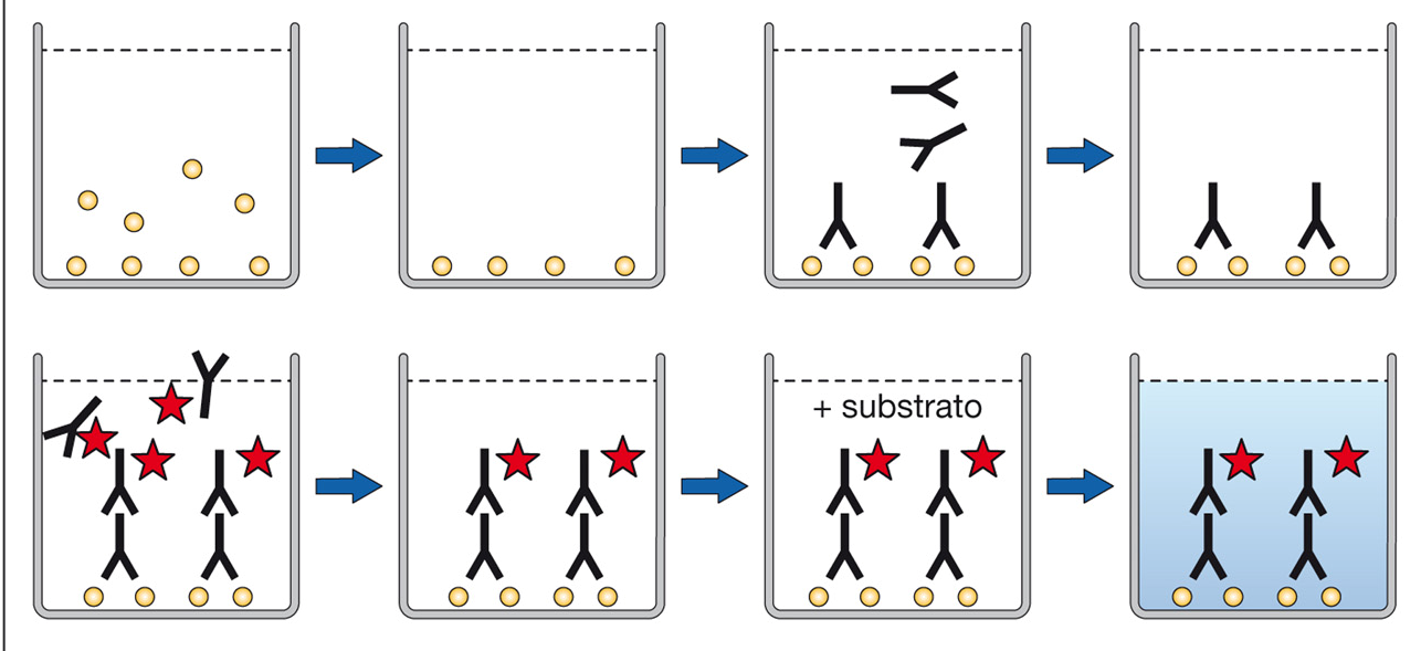 SAGGIO IMMUNOENZIMATICO Nel saggio indiretto si valuta la presenza di un anticorpo specifico per l antigene.