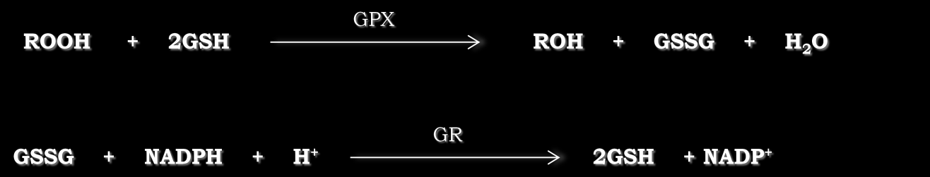 3.7 Valutazione dell attività della glutatione perossidasi (GPx) Figura 2 Schema riassuntivo dell'attività della GPx e della glutatione reduttasi (GR).