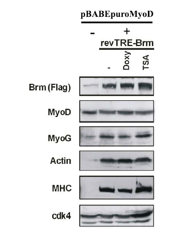 RISULTATI Figura 8. La reintroduzione di Brm in cellule BRM -/- marcatori muscolari.