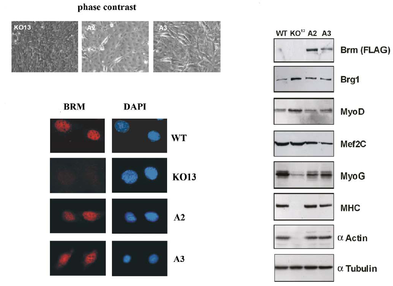 RISULTATI b c a Figura 9. Cloni di fibroblasti BRM -/- in cui è stato reintrodotto Brm riacquistano le capacità differenziative.