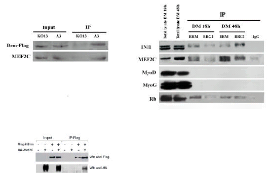 RISULTATI con l anticorpo anti-ha. Come mostrato nella Figura 12b, anche questo approccio ha messo in evidenza l associazione tra Brm e MEF2C.