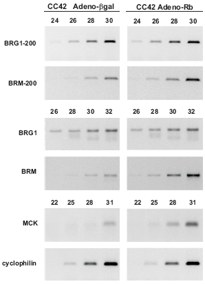 RISULTATI Figura 14. Analisi d espressione di BRM e BRG1 nella linea miogenica RB -/- CC42 dopo infezione con Adeno-Rb.
