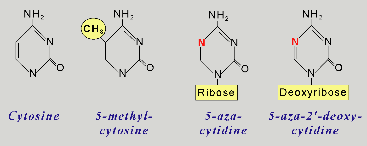 Analoghi Ipometilanti della Citosina Nuovi modulatori