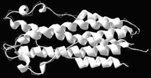 cellulare stimolano la neoangiogenesi Derivazione ematica: PRP Plasma Ricco in Piastrine Derivazione ossea: DBM Matrice Ossea Demineralizzata OSTEOCONDUZIONE = supporto passivo alla