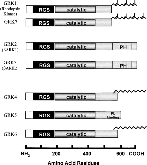 Tutte le GRK sono espresse in maniera ubiquitaria 2, 5, tranne GRK1, presente quasi esclusivamente nella retina, e GRK4, presente maggiormente nei testicoli 6.