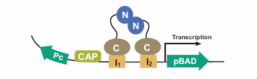 Materiali e Metodi In assenza di L-arabinosio un dimero AraC lega i siti O 2 e I 1 dell operone arabad formando un loop di 210 paia di basi che inattiva la trascrizione genica (Fig. 26).