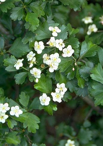 benefit in symptom control and physiologic outcomes from hawthorn extract