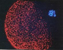 La reazione corticale La reazione corticale consiste in una massiccia esocitosi dei granuli corticali successiva all attivazione dell ovocita.