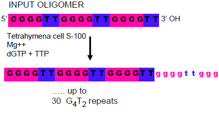 Saggio dell attività di sintesi dei telomeri di Greider e Blackburn (1985) Si utilizza: - estratto cellulare di Tetrahymena; -