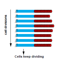 I telomeri quindi sono riforniti dalla Telomerasi che