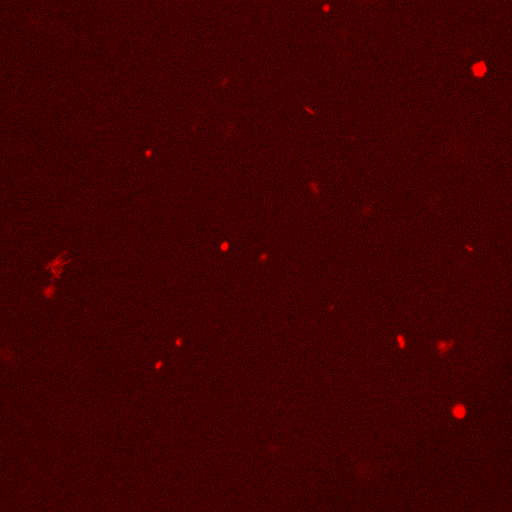 Analisi chimiche Campionamenti (giorni) - Gemfibrozil 0, 7, 14, 28, 49, 70, 101, 144; - Naproxene 0, 3, 10, 20, 43 Analisi