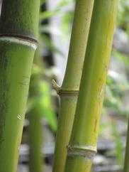 OLISTICO CON LE CANNE DI BAMBU BAMBU MASSAGE L energia riattivante del Bambu.
