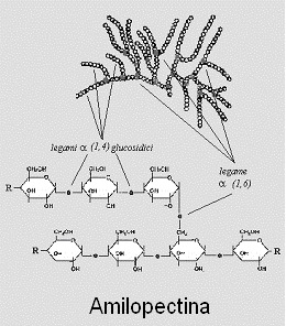 Fig.5 Amido: struttura dell'amilosio e dell'amilopectina La colla di gelatina animale, invece, ricavata dal carniccio, è un polipeptide formato da una sequenza di amminoacidi legati tra loro dal
