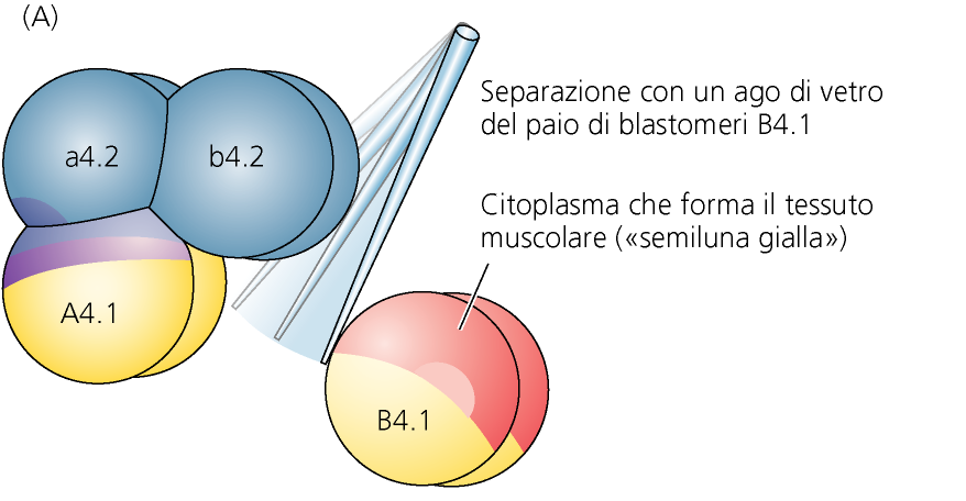 SPECIFICAZIONE AUTONOMA NEI TUNICATI Esperimenti di isolamento (Chabry, 1886) L asportazione di specifici blastomeri risulta in: formazione da parte del blastomero