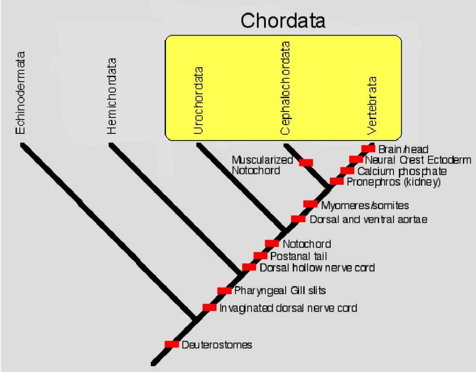 PERCHE I TUNICATI?