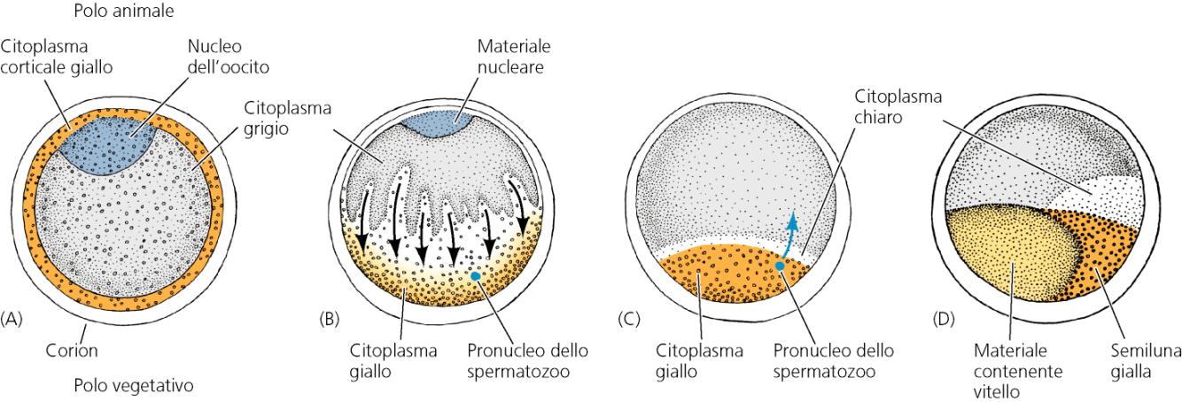 UOVO DEI TUNICATI Uovo non fecondato: oligolecitico distribuzione simmetrica dei pigmenti citoplasmatici Meccanismi cellulari I fase (B-C) dipende dai filamenti di actina del cortex e da filamenti