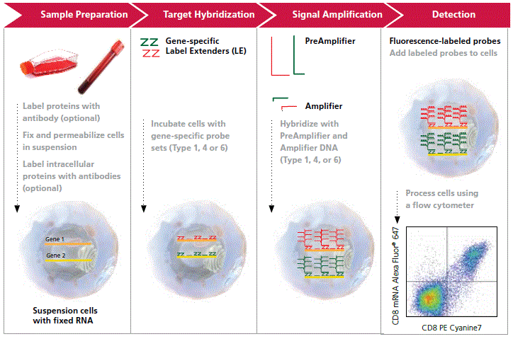 PROCEDURA Preparazione del campione: - Colorazione anticorpo sulla superficie cellulare (opzionale) - Fissazione e permeabilizzazione - Colorazione anticorpo intracellulare (opzionale) e