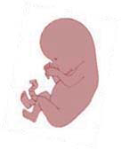 Zigote ed embrione (fino allo stadio a 8 cellule) Blastocisti (embrione a 1 settimana dalla fecondazione)