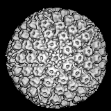 Virus Oncogeni a DNA nei Tumori Umani Herpes Virus Evidenze notevoli di un ruolo nei tumori umani