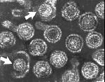 II Enzima dell ospite Provirus a RNA