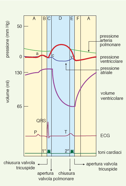 Ventricolo destro: Volumi