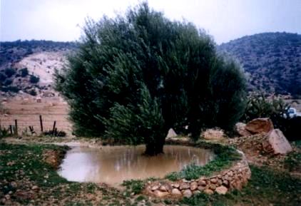 10. Acqua, Ingegneria Naturalistica e Opere Idrauliche Grazie alle competenze interne diversificate, EnviCons è in grado di fornire servizi specializzati nel campo della gestione delle risorse