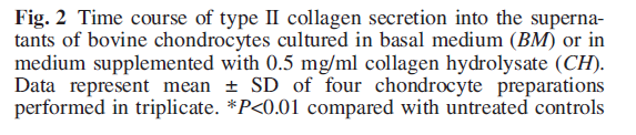 Produzione di collagene di tipo II da parte di condrociti di bovino in terreno di