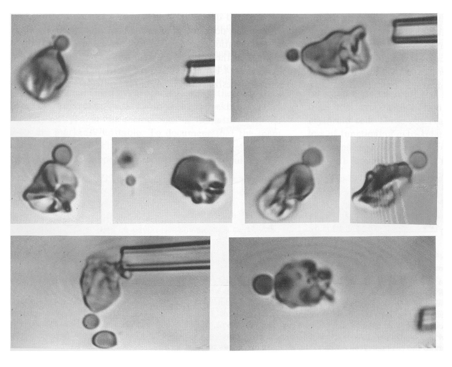 DIMOSTRAZIONE IN VITRO DELLA RIELABORAZIONE STRUTTURALE DELLA