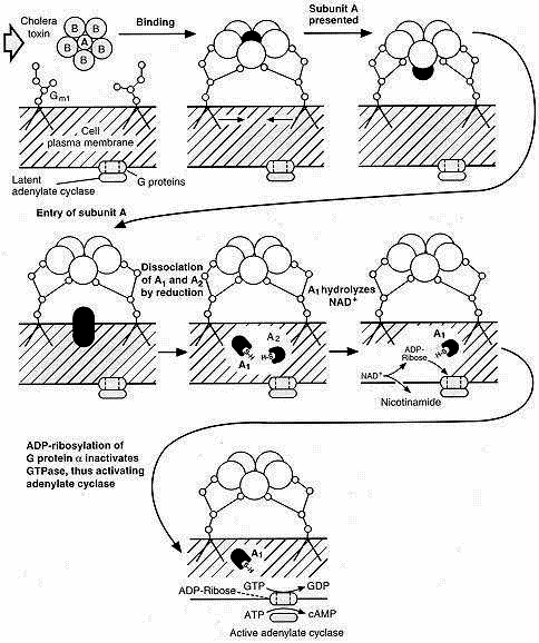 A-B tossine agiscono all'interno della cellula interferendo con funzioni cellulari (sintesi proteica, inibizione della polimerizzazione