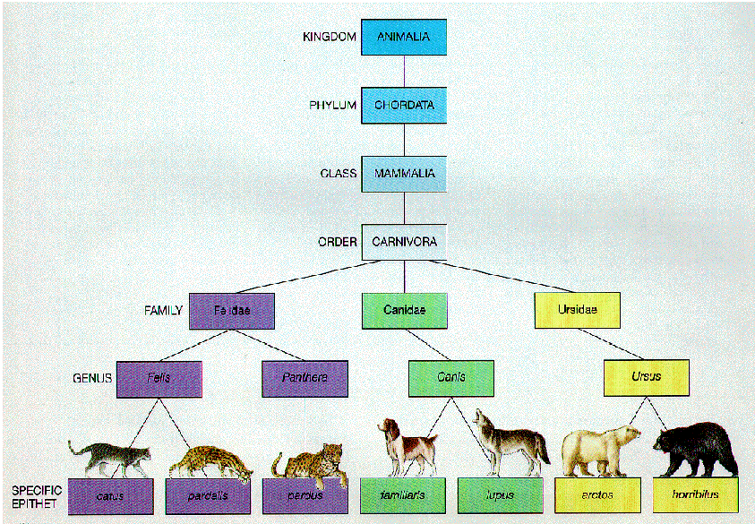 Come reperire gli oggettiricerca 9 Metodi : 1. Directory (classificazione gerarchica 2. Ricerca sulla base di parole chiave associate all'oggetto 1. Predefinite (categorizzazioni) 2.