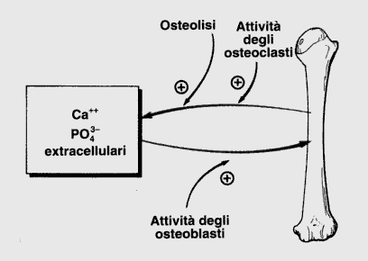 Le ossa come riserva di minerali Nell organismo vi sono circa 1200 g di calcio e la maggior parte (99%) è presente nelle ossa a costituire la matrice ossea Nel plasma la concetrazione del calcio è di