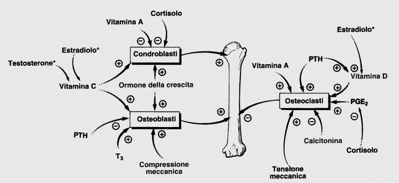 Omeostasi