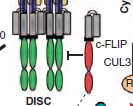 INIBITORI DELL APOPTOSI (cflip) Un altra proteina che regola negativamente l apoptosi interferendo con l attivazione delle caspasi è la proteina FLICE (cflip o usurpina), che contiene un dominio DED