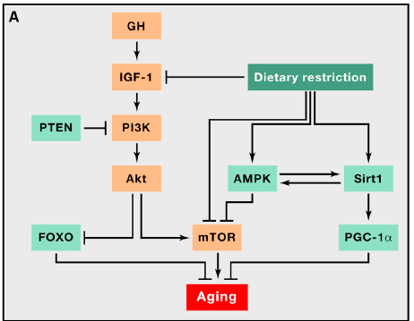 De-regolazione dell assorbimento di nutrienti L asse somatotropico, comprende il GH, prodotto dall ipofisi anteriore e il mediatore secondario IGF-1 (prodotto da molti tipi celluari).