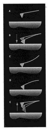 Elasticità locale Un microscopio a forza atomica è in grado di miurare anche l elasticità locale della superficie.