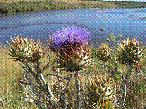 Matrica cynara cardunculus Partendo da materie prime selezionate e a basso impatto, Matrìca produce una serie di intermedi innovativi che trovano applicazione in numerosi settori: