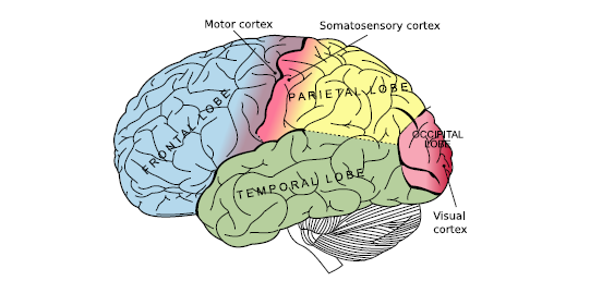 1. Brain-Computer Interface 1.